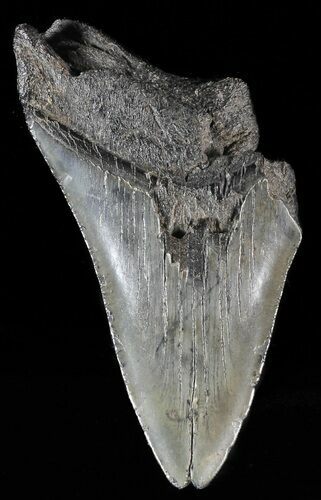 Partial, Fossil Megalodon Tooth #53005